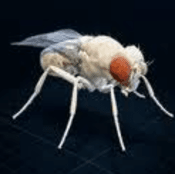 FLYCOIN logo